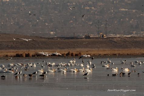 What Is Going On With Bird Migration This Winter? – Bear River Blogger