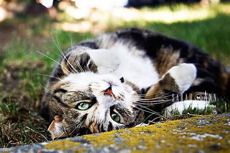 Cat Rolling Over Ouside Green Eyes Sarahann Dog Photographysarahann