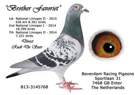 Gaby Vandenabeele Herman Beverdam Racing Pigeons