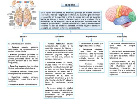 Cuadro Sinóptico Sobre El Cerebro Y Características Cuadro Comparativo Corteza Cerebral