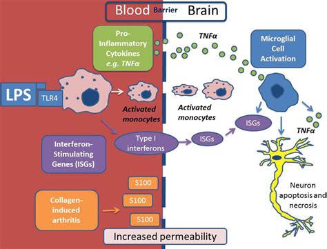 Scheme Depicting The Mechanism Of Neuro Inflammation In Autoimmune