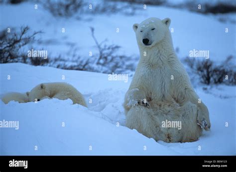 POLAR BEARS, CANADA Stock Photo - Alamy