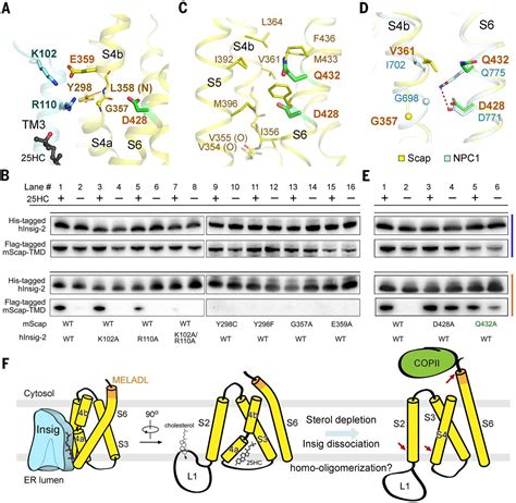 A Structure Of Human Scap Bound To Insig Suggests How Their