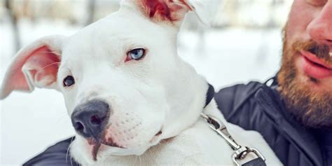 The 5 Different Types of Pit Bull Dog Breeds—and Why They Can Make ...