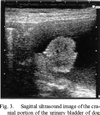 [PDF] Diagnostic ultrasound of polypoid cystitis in dogs. | Semantic Scholar