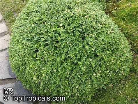 Lonicera nitida , Box Honeysuckle