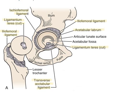 Msk Hip Anatomy Flashcards Quizlet