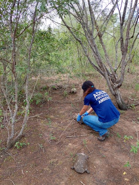 Adema Realiza Soltura De Animais Silvestres Em Rea De Caatinga Adema