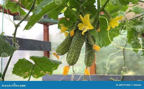 Pepinos Maduros Y Sin Madurar Con Flores Amarillas En Un Invernadero