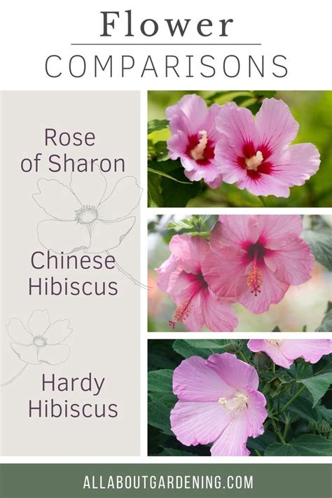 differences   rose  sharon  chinese hibiscus  hardy