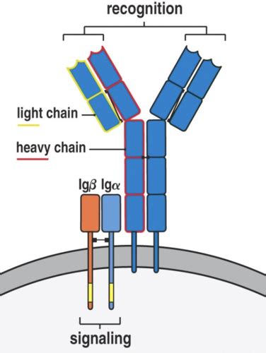 Antibody Structure And Function Flashcards Quizlet