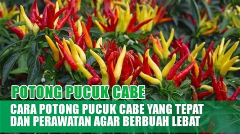 Cara Potong Pucuk Cabe Yang Tepat Kapan Umur Potong Pucuk Dan