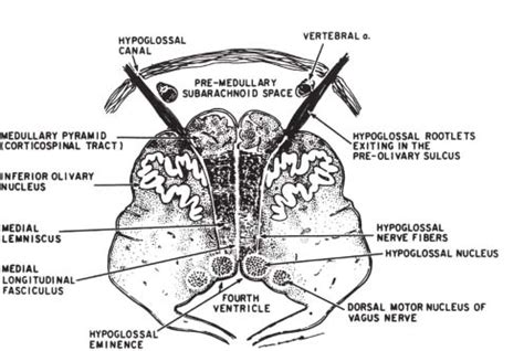 Hypoglossal Nerve | Radiology Key