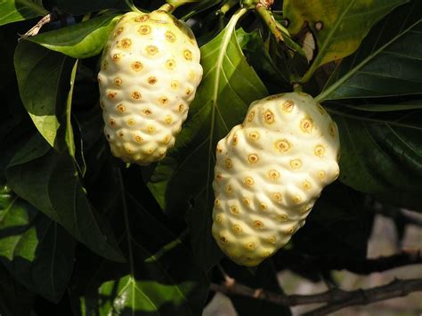 Le jus de noni un élixir à consommer avec précaution