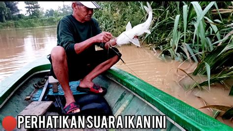 Seperti Ini Suara Ikan Baung Yang Asli Youtube