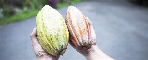 Cocoa Sustainability Partnership Home