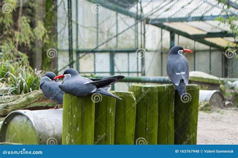 Inca Tern Larosterna Inca Gray Bird With White Long Mustache Stock