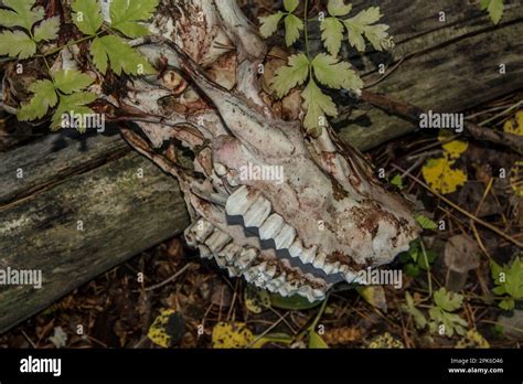 Upper Jaw And Skull Of Naturally Dead Mule Deer Buck Science And