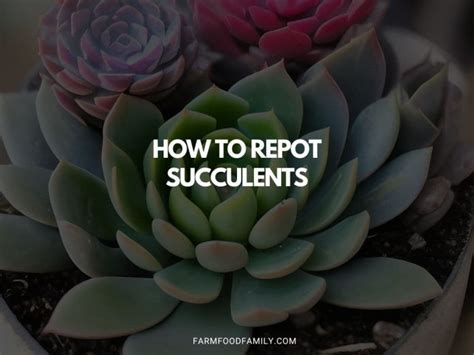 How To Repot Succulents A Comprehensive Guide