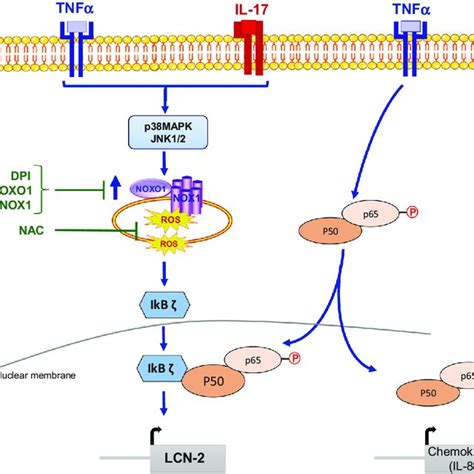 Diagram Of The Regulation Of Lipocalin 2 Expression By NOX1 Derived ROS