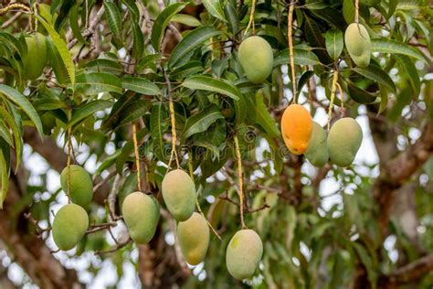 Typical Mango Tropical Fruit Known As Manga Espada Mangifera