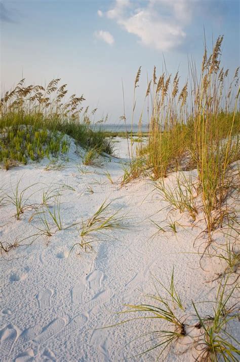 Sea Oats And Sand Dunes At The Beach