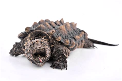 Alligator Snapping Turtle Bite Force : Some myths claim that alligator snapping turtles are ...