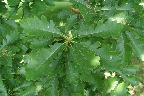 Zomereik Quercus Robur