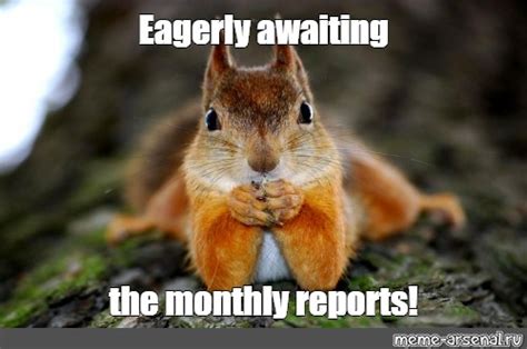 Create Meme Animal Red Squirrel Pictures Meme