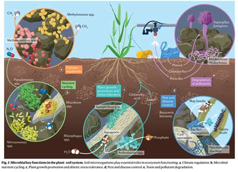 Nature综述农业生态系统中的土壤结构和微生物组功能 CSDN博客