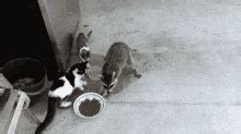 Funny Raccoon GIFs | Tenor