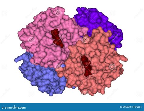 Structure Of Hemoglobin Stock Illustration Illustration Of Protein 395870