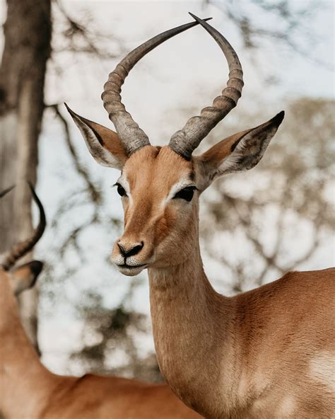 Impala At The Kruger National Park South Africa 🇿🇦 R