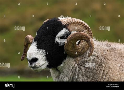 Swaledale Ram In Field Cumbria Stock Photo Alamy