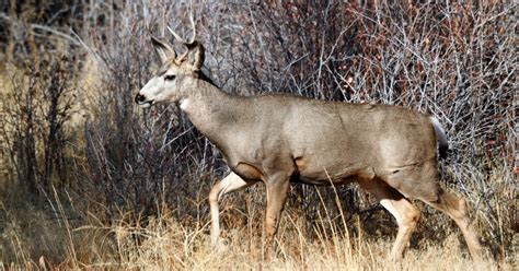 New Zombie Deer Disease Case Sparks Fears Of Spread To Humans Us