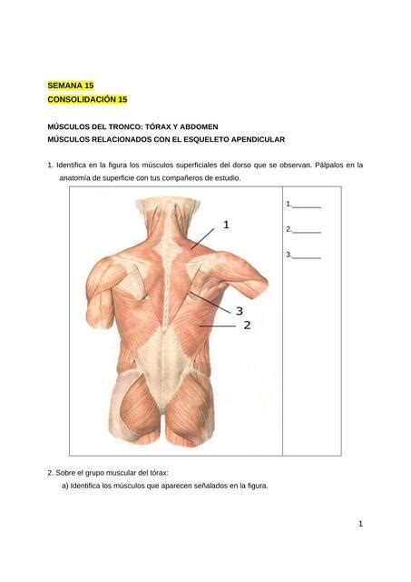 Morfo Consolidacion Semana Ysaac Garcia Udocz