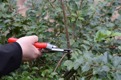 Renewal Pruning Has Immediate Delayed Rewards News And Stories