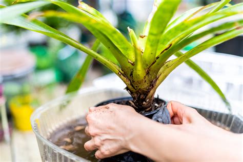 Dracena Arb Rea Em Vaso Dicas De Paisagismo Como Cuidar E Muito Mais