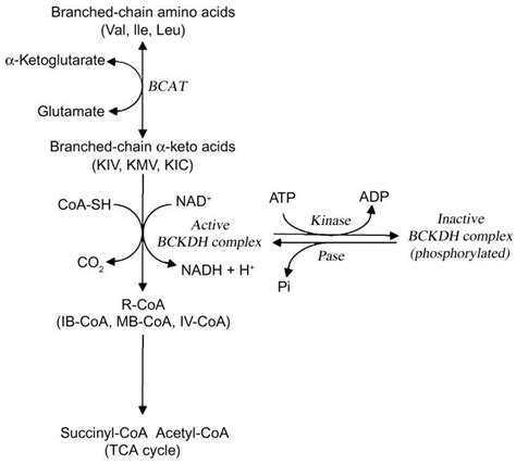 Branched Chain Amino Acid Aminotransferase An Overview 44 OFF