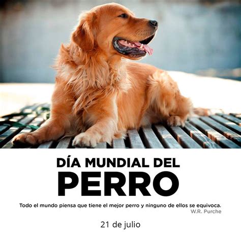 Conoce Saltillo De Julio D A Mundial Del Perro