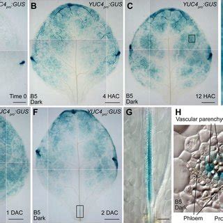 Spatial Expression Patterns Of YUC4 AC GUS Staining Of Time 0 A