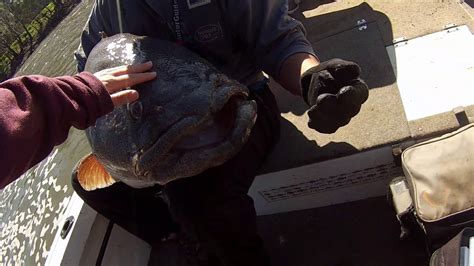 Murray River Monster Cod 125cm Murray Cod Youtube