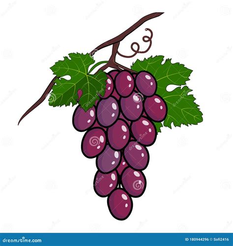 Ilustración De Uvas Púrpura Ramo De Uvas Púrpuras Con Tallo Y Hoja