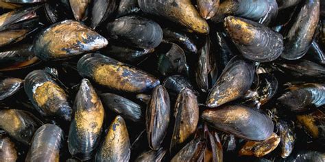 Comment conserver les moules méthodes de conservation des moules