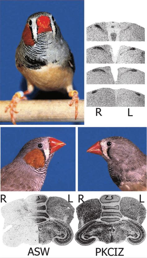 Zebra Finches Male And Female