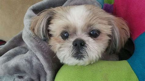 Gallery Lend A Helping Paw® Shih Tzu Rescue