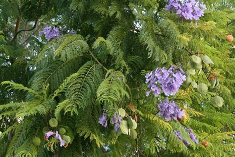 Jacaranda Mimosifolia