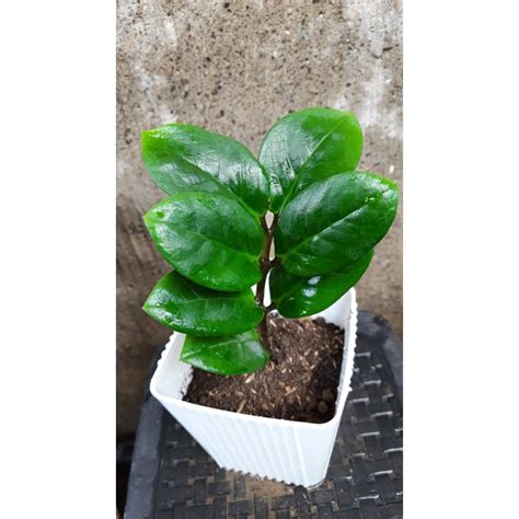 Welcome Plant Zz Plant Zamioculcas Zamiifolia Live Plant Small Size