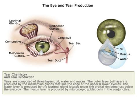 What Is Dry Eye Syndrome And What Are The Signs And Symptoms For Dry Eyes