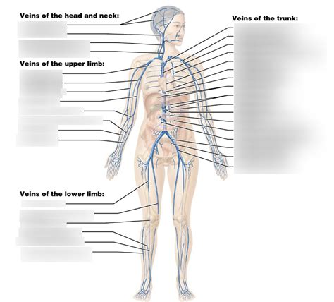 Vein Lab Diagram Quizlet